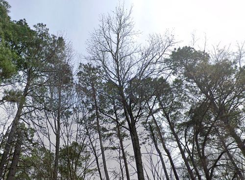 tbd Fm 2064 Ford, Rusk, TX, 75785 | Card Image