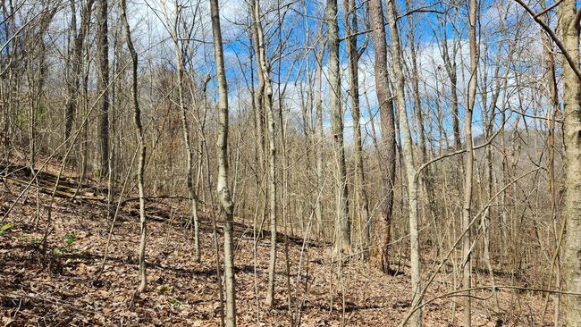 TRACT-1-PIKE-LAKE-GETAWA - 0 Pike Lake Rd, Home with 0 bedrooms, 0 bathrooms and null parking in Bainbridge OH | Image 24