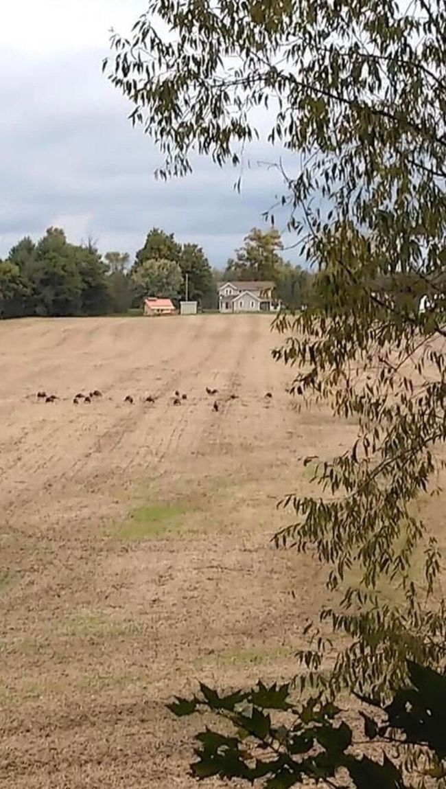 00000 County Road 673, Home with 0 bedrooms, 0 bathrooms and null parking in Lawrence MI | Image 7