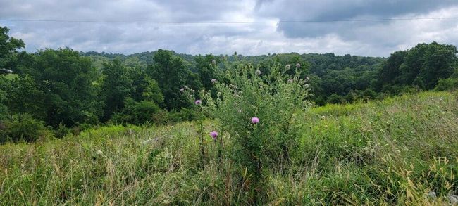 15711 Pfanstiel Rd, Home with 0 bedrooms, 0 bathrooms and null parking in Demossville KY | Image 13