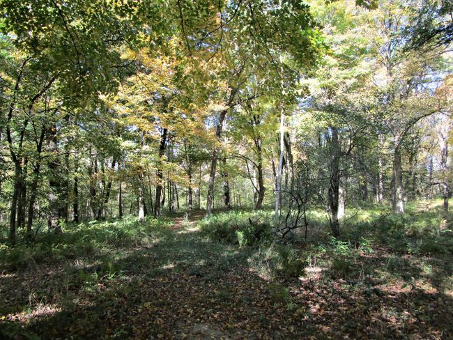 Trails Through Wooded Land | Image 31