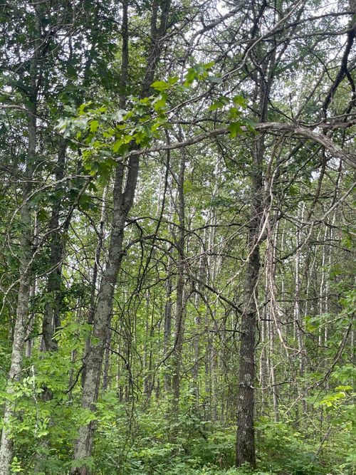 Lot 2 Patriot Ave, Pequot Lakes, MN, 56472 | Card Image