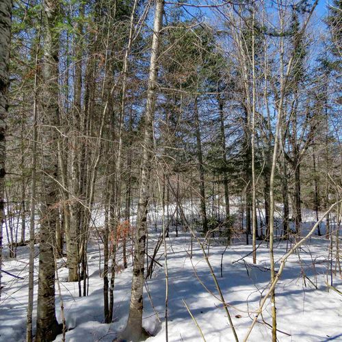 xxx County Highway 8, Finland, MN, 55603 | Card Image