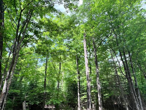Lot 32 White Pine Loop, Eagle River, WI, 54521 | Card Image