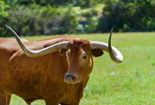 2401 W Fitzhugh Rd, House other with 3 bedrooms, 3 bathrooms and 3 parking in Dripping Springs TX | Image 34