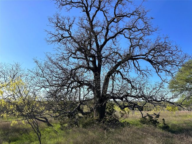 Lot 13 Cr 127, Home with 0 bedrooms, 0 bathrooms and null parking in Carlton TX | Image 6