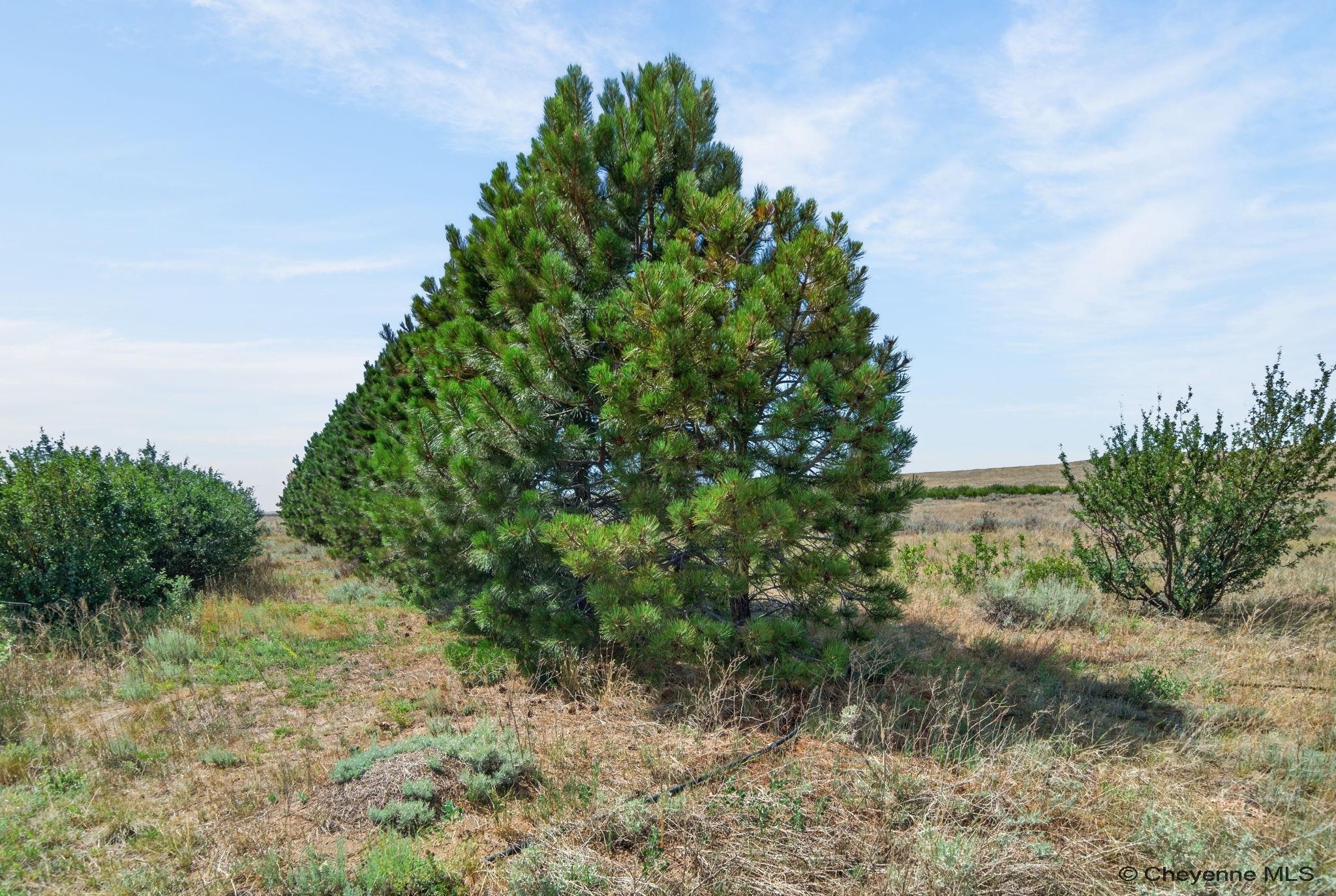 Land in Cheyenne