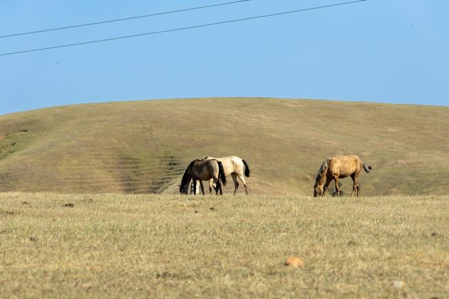 0 S Gulch Rd, Home with 0 bedrooms, 0 bathrooms and null parking in Valley Springs CA | Image 16