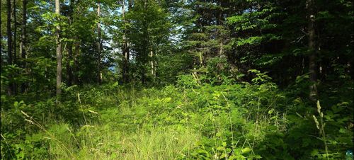 83xxx Ashwabay Heights Rd, Bayfield, WI, 54814 | Card Image