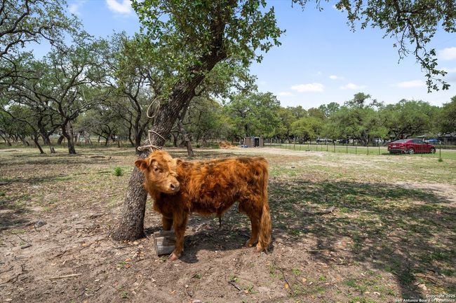 157 County Road 6816, House other with 4 bedrooms, 2 bathrooms and null parking in Natalia TX | Image 31