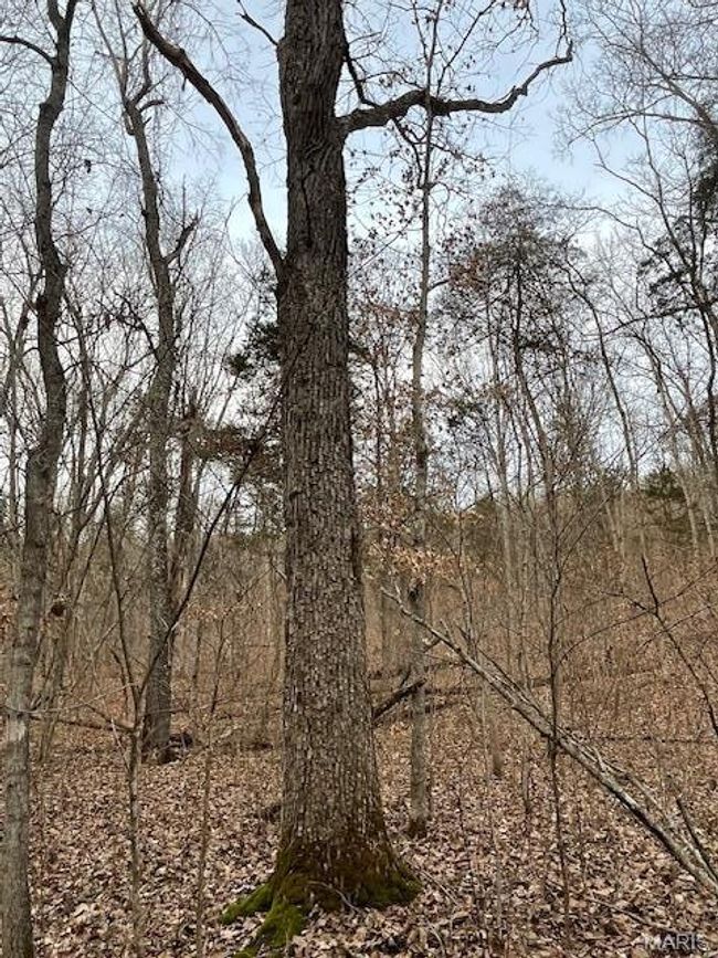 View of local wilderness | Image 14