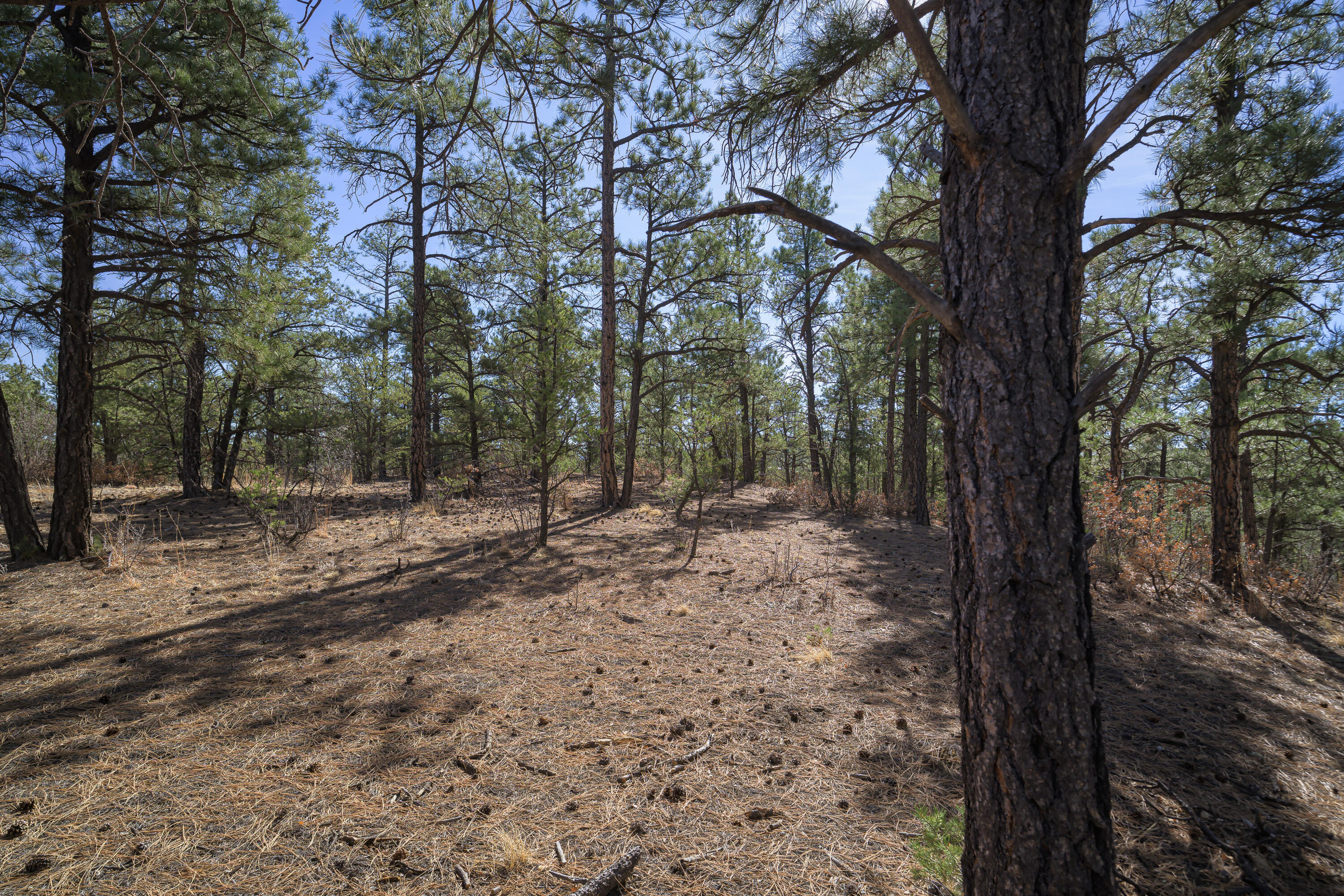 Land in Weston 5