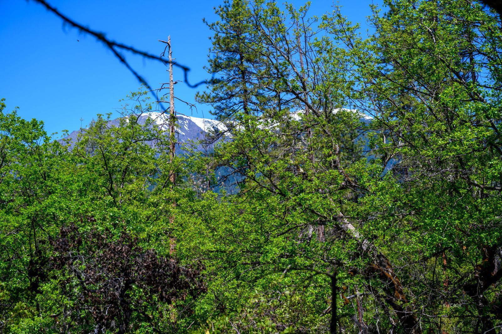 Land in Weaverville 5