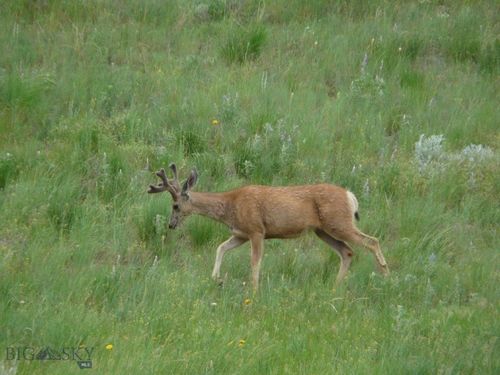 115 Red And King Gulch Road, Laurel, MT, 59044 | Card Image