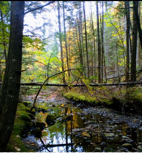 463 Clover Mill Road, Farmington, ME, 04938 | Card Image