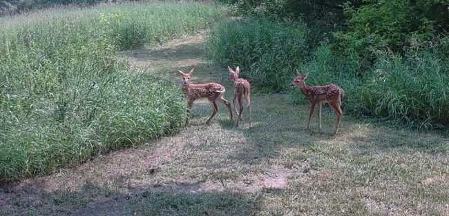 Baby deer on the property | Image 33