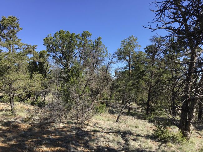 Lot 7 Red Fox Road, Home with 0 bedrooms, 0 bathrooms and null parking in Ramah NM | Image 27