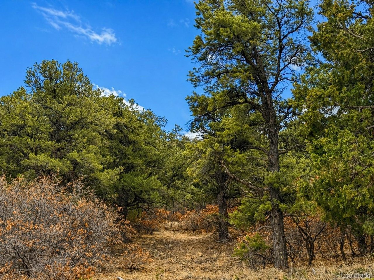 Land in Texas Creek 4
