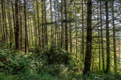 Trees on Property Oregon Upstream Timber | Image 3