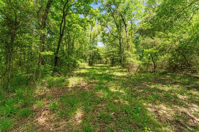 View of nature with a forest view | Image 6