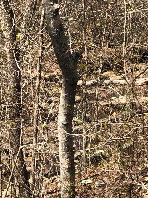 0000 Lute Mountain Rd, Shirley, AR, 72153 | Card Image
