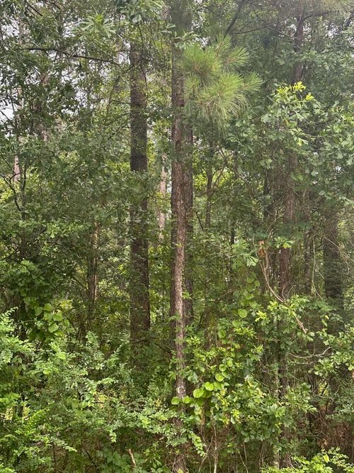 00 Glade Paulding Rd, Laurel, MS, 39443 | Card Image