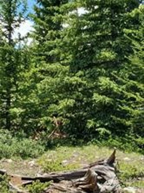 3130 High Creek Rd, FAIRPLAY, CO, 80440-5231 | Card Image