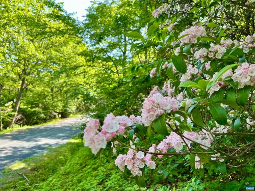 62 Split Rock Trl, WINTERGREEN RESORT, VA, 22967-8235 | Card Image