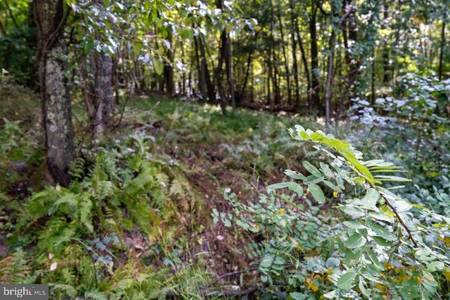 Lot 1 Price Ridge Rd, Home with 0 bedrooms, 0 bathrooms and null parking in STANLEY VA | Image 37