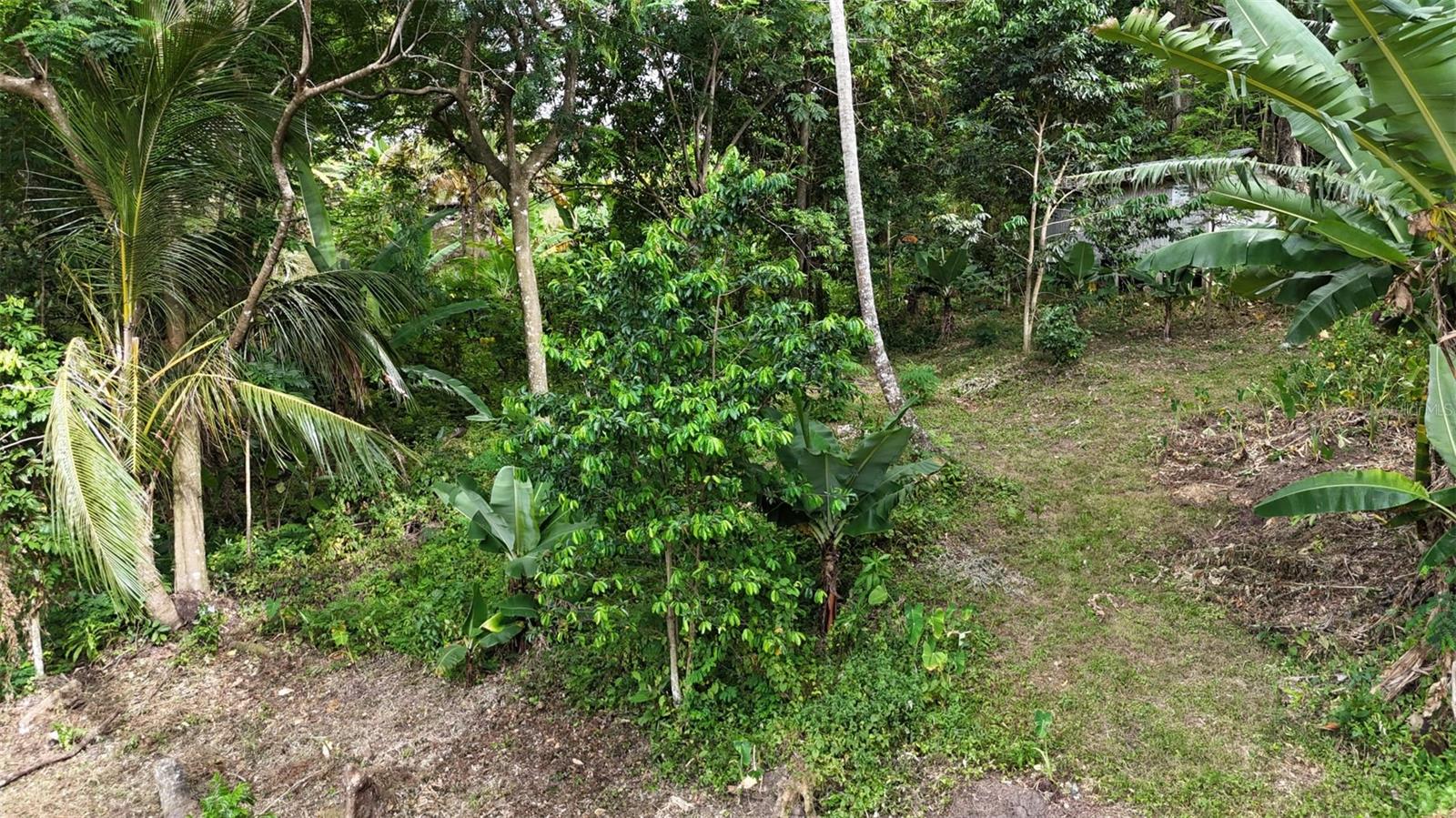 Land en venta en SAN GERMAN, CAIN ALTO. BO. HOCONUCO ALTO