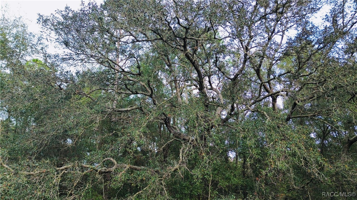 Land in Citrus Springs 3