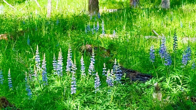 Wild Lupines scatter their purple blooms across the forest floor | Image 40