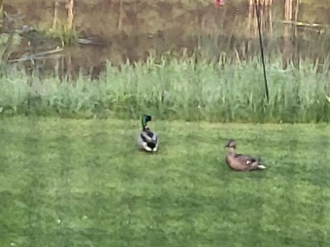 Wildlife ducks near pond | Image 33