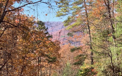LOT 49 Fires Creek Rd, Hayesville, NC, 28904-7526 | Card Image