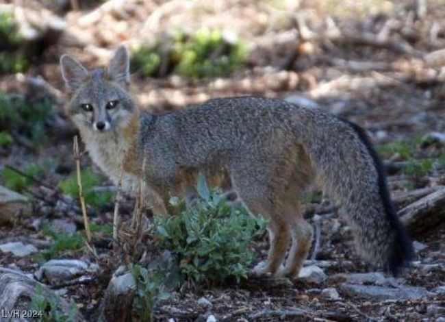 MT. CHARLESTON AREA - Wildlife | Image 36