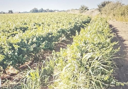 27350 Thornton Rd, Thornton, CA, 95686 | Card Image