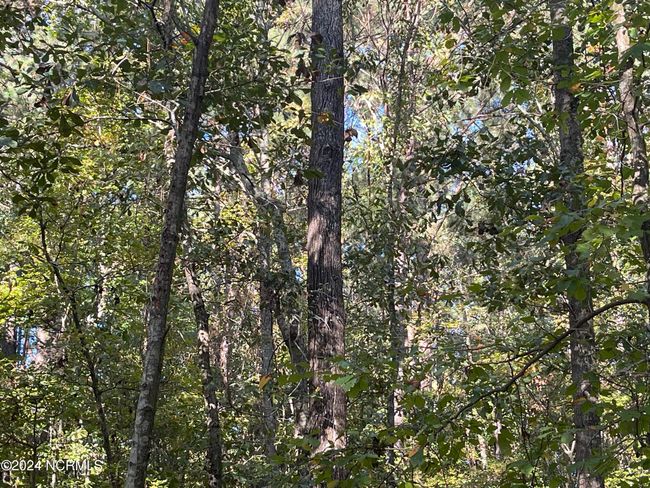 6879 Haynes Lennon Hwy, Home with 0 bedrooms, 0 bathrooms and null parking in Evergreen NC | Image 12