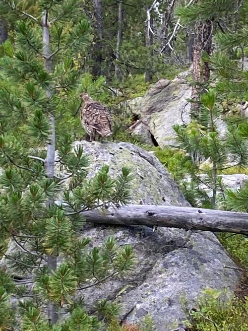 NHN Michael Davitt Granite Access Road, Philipsburg, MT, 59858 | Card Image