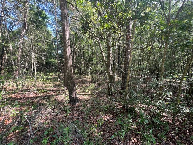 Lot 1 Old Wire Rd, Home with 0 bedrooms, 0 bathrooms and null parking in FORT WHITE FL | Image 12