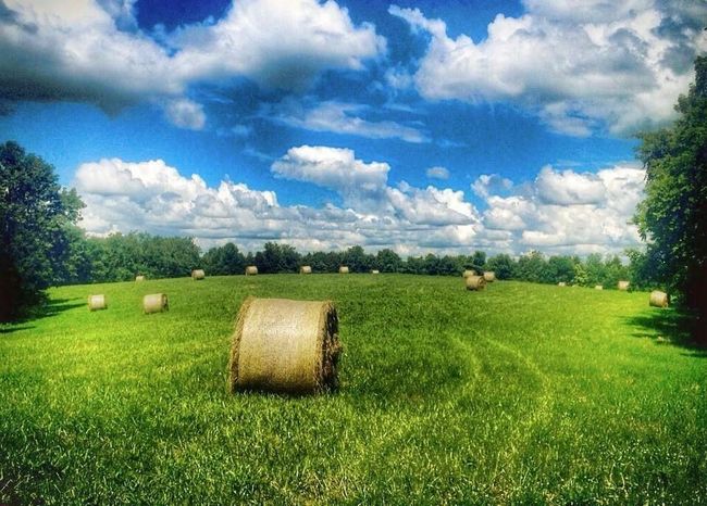 8266 State Highway 262, Home with 0 bedrooms, 0 bathrooms and null parking in Dillsboro IN | Image 17