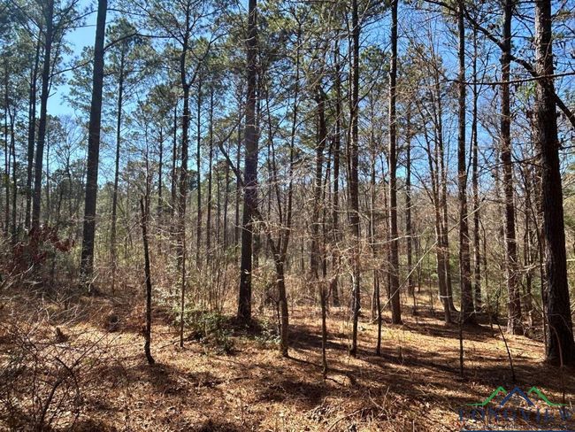 60 ac TBD Cr 1453, Home with 0 bedrooms, 0 bathrooms and null parking in Linden TX | Image 7