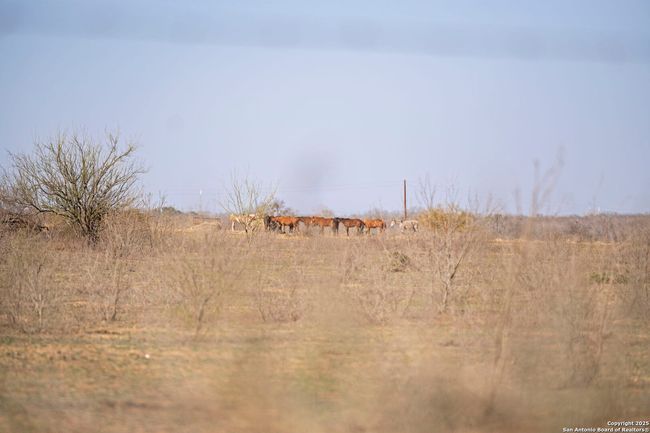 Image | Image 18