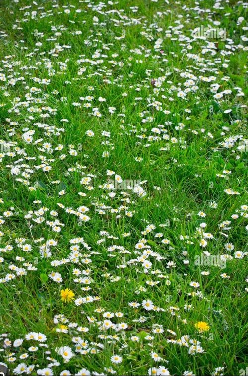 lot 4 Coburn Woods Rd, New Durham, NH, 03855-3101 | Card Image