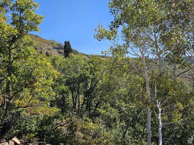View of landscape featuring a forest view | Image 8