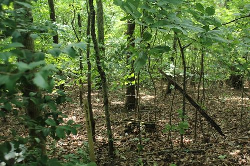 Lot 20 Skid Strip Ln, Hayesville, NC, 28904-7059 | Card Image