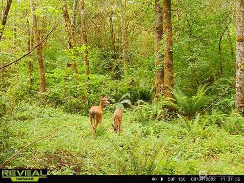 196 Jensen Rd, Onalaska, WA, 98570 | Card Image