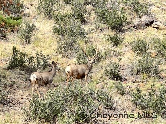 Land in Cheyenne 4