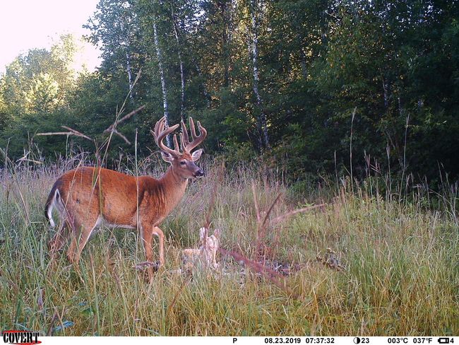 Buck 2 | Image 42