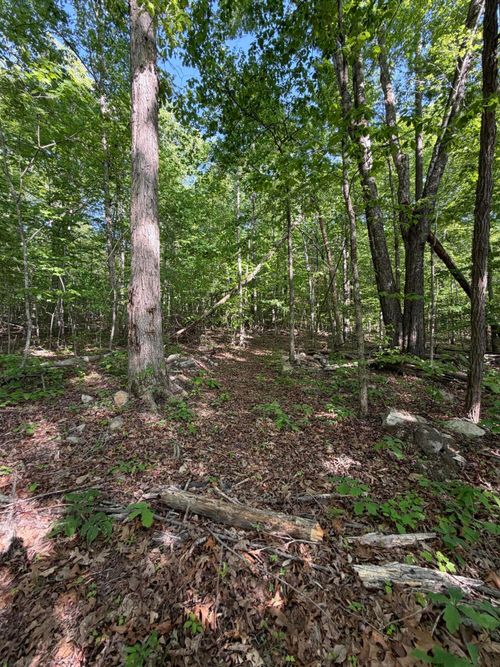Lot 39 Cardinal Drive, Newport, TN, 37821 | Card Image