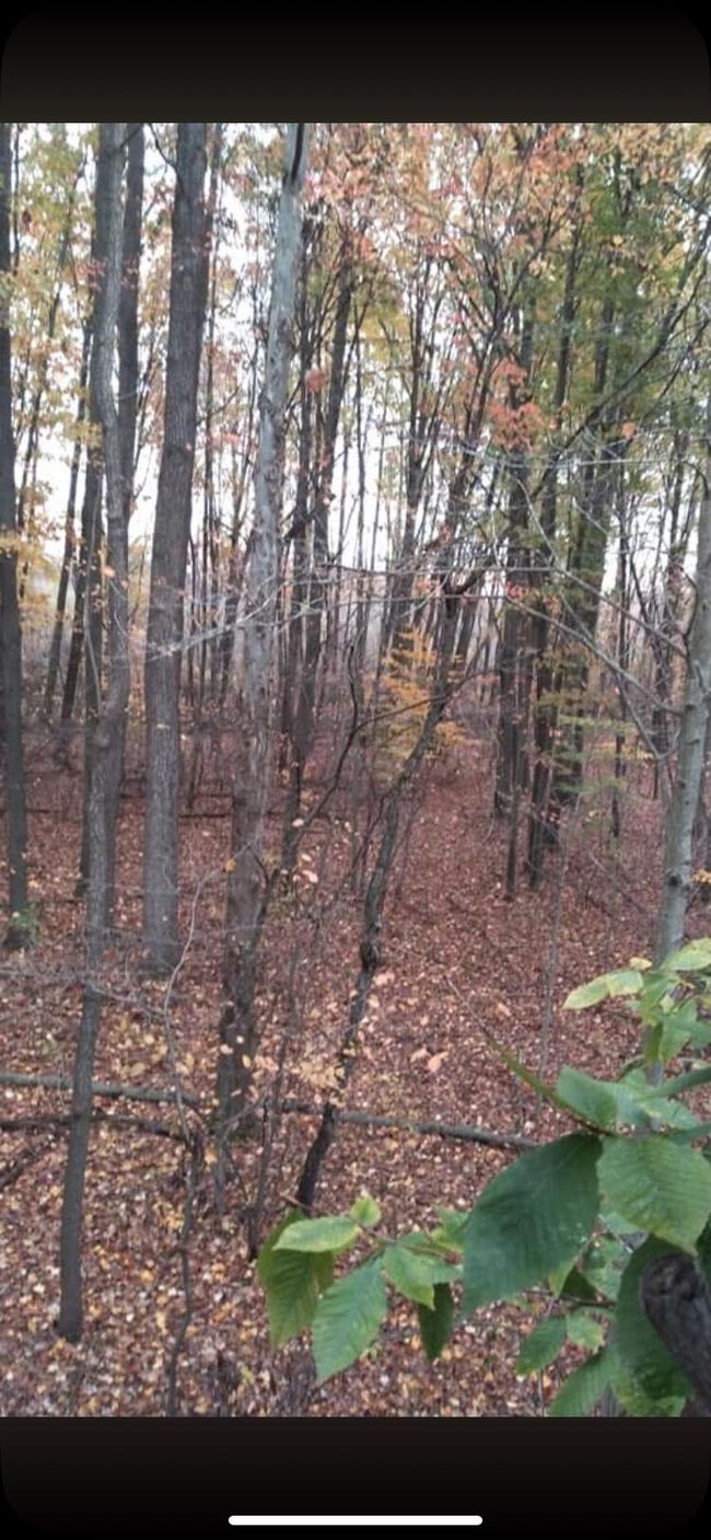 00000 County Road 673, Home with 0 bedrooms, 0 bathrooms and null parking in Lawrence MI | Image 4